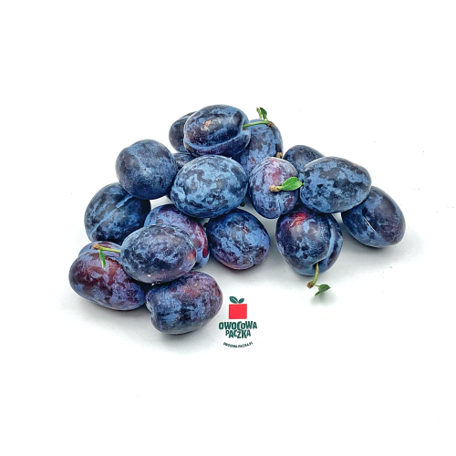 Śliwka duża polska